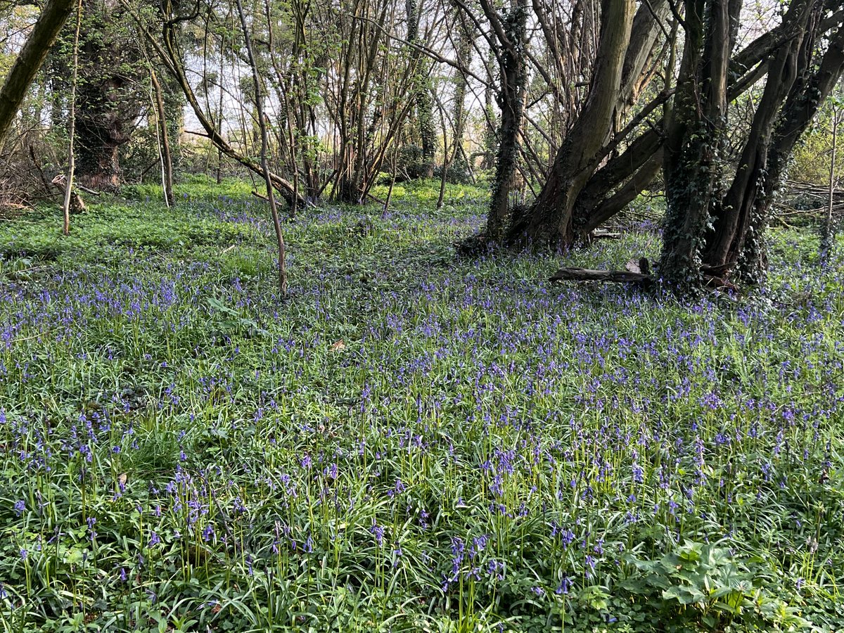 HertsFarmer's tweet photo. The #Bluebells are starting to@look absolutely stunning. Another few days and it will be a real carpet of blue #HammondsEndFarm https://t.co/4woiwMbpZn