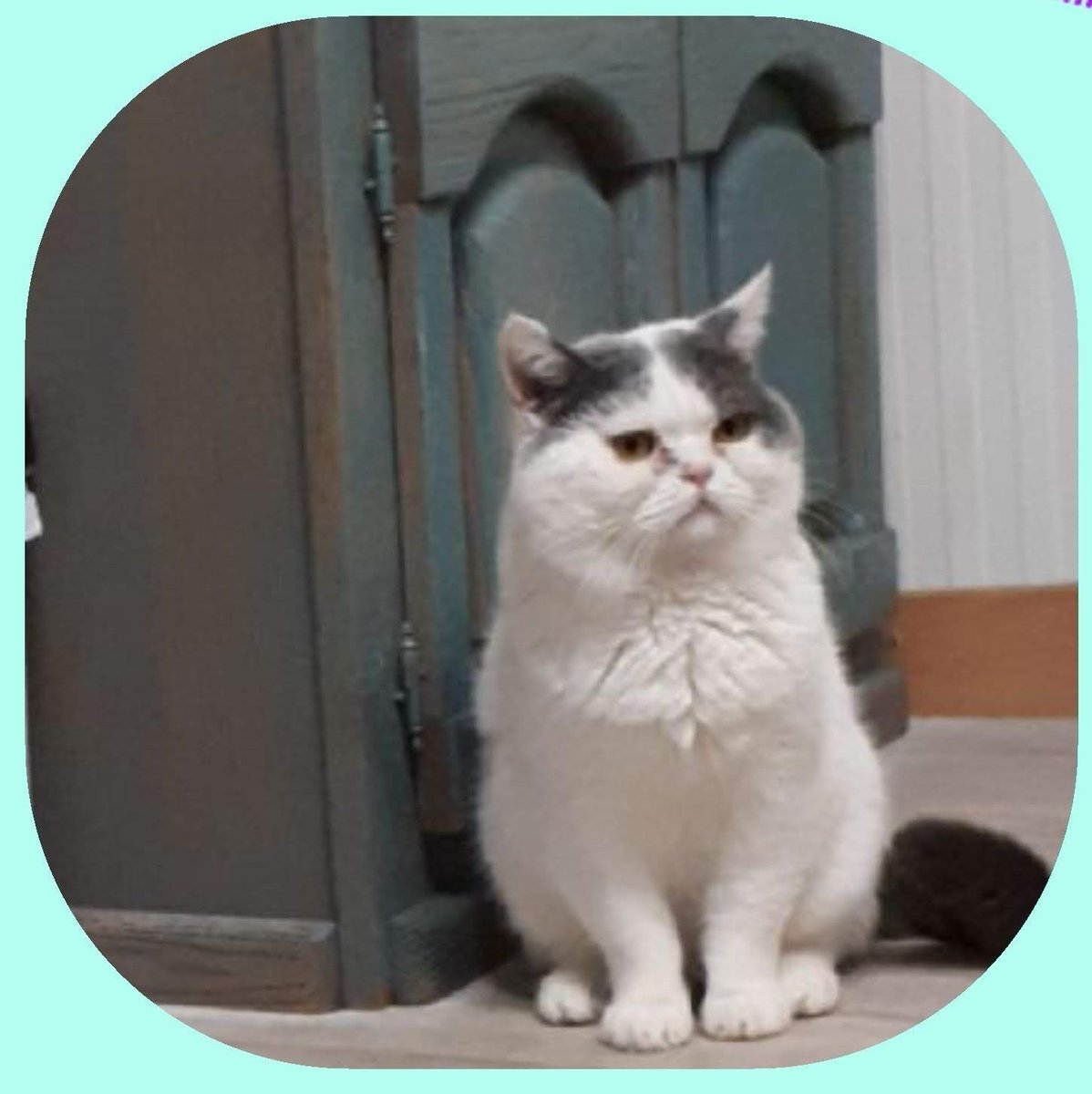 Nieuwe aanmelding: Forbes van puur gout 
Geslacht: Kater
Leeftijd: 9 jaar
Locatie: Nuenen, Noord-Brabant (NL)

Link: herplaatsing-huisdieren.nl/huisdier_bekij…