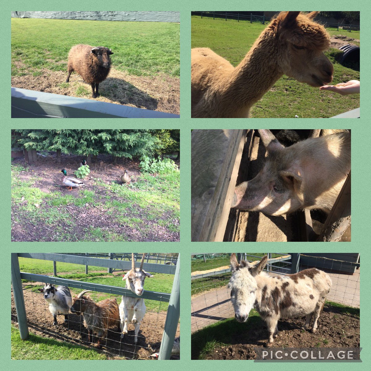 Kingfishers - Miss Johnston tweet media