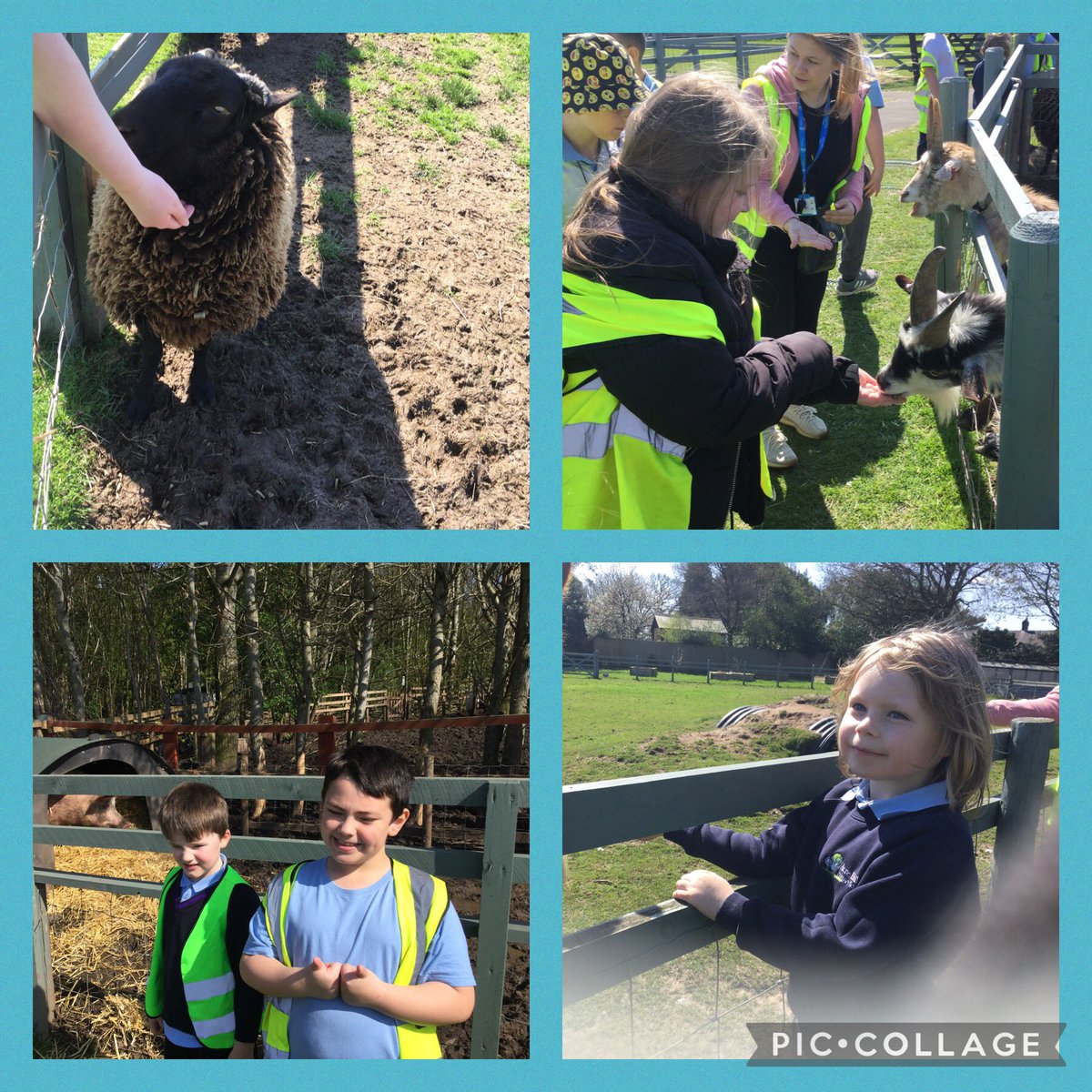 Kingfishers - Miss Johnston tweet media