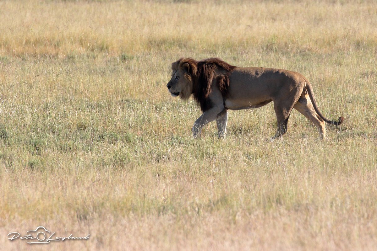 SANParksMZNP's tweet photo. The OG's - Roy and Nomad. 🦁🦁📸Pete Leyland #MountainZebraNationalPark #Cradock #Lions #LiveYourWild @SANParks https://t.co/ggjaEv5PDM