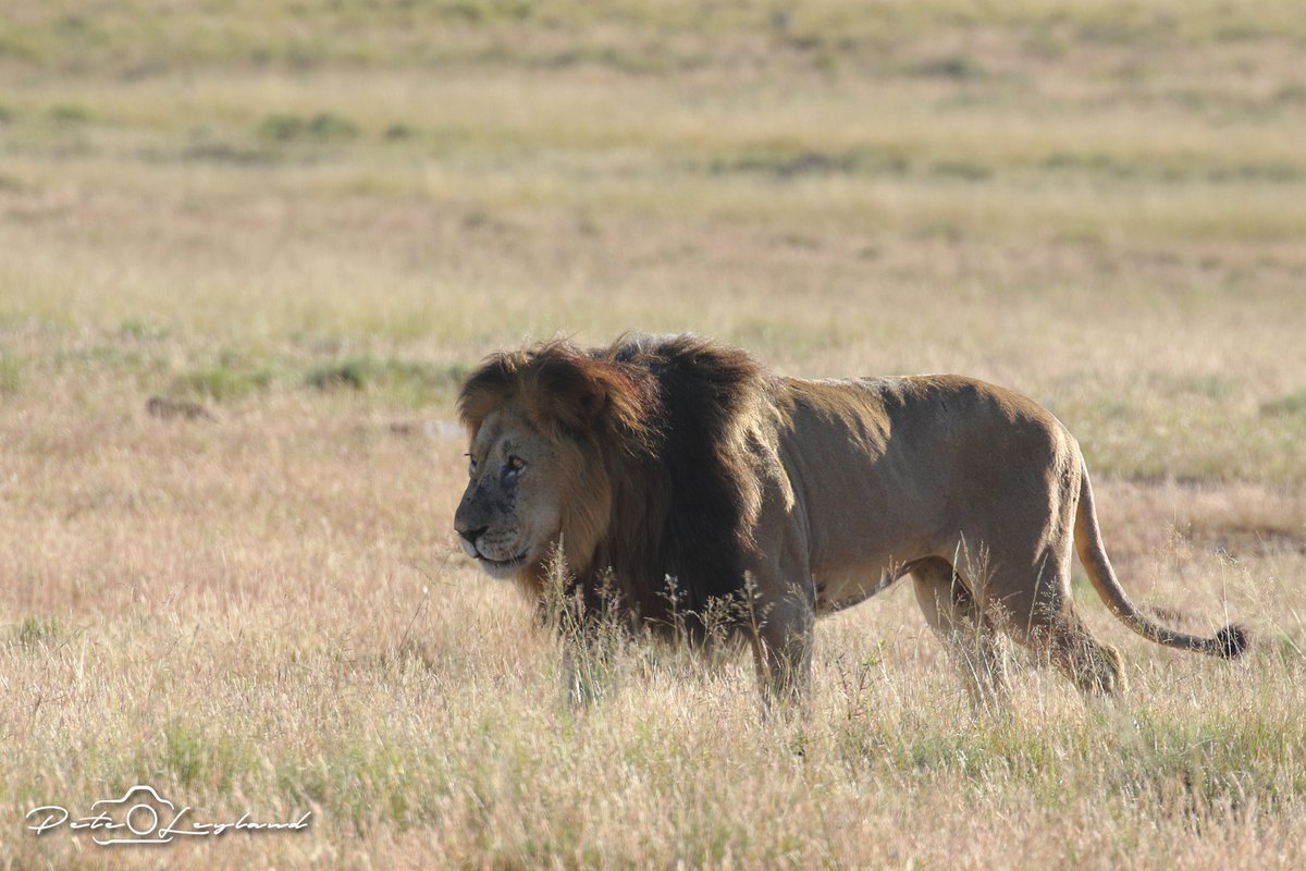 SANParksMZNP's tweet photo. The OG's - Roy and Nomad. 🦁🦁📸Pete Leyland #MountainZebraNationalPark #Cradock #Lions #LiveYourWild @SANParks https://t.co/ggjaEv5PDM