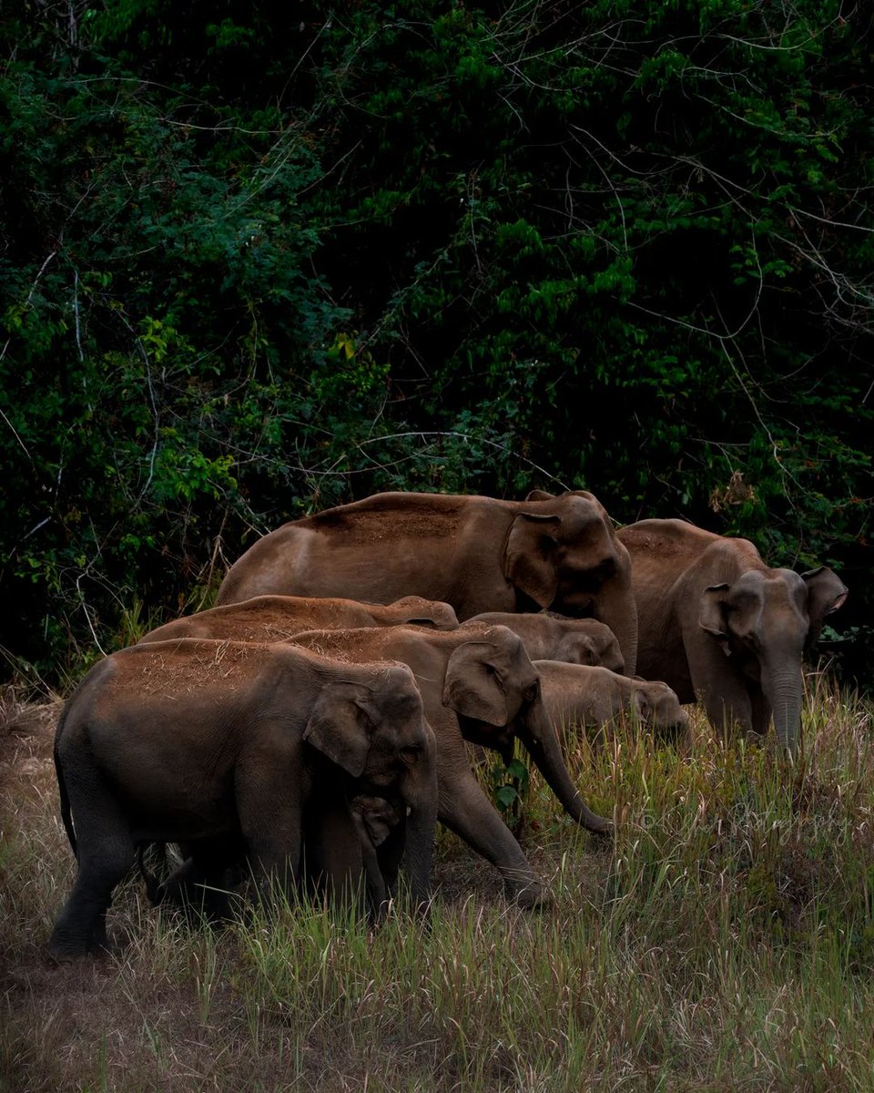 KeralaFDC's tweet photo. #gavi #kfdc
#explore Gavi with #kfdc
#Gavi is an eco-tourist spot in Kerala
KFDC providing the opportunity to be one with nature in Gavi. Explore our ecotourism in Gavi.For more details contact 8289821004/8289821015
#picoftheday by @kishor_photography_96 https://t.co/Fa4NhhGkVe
