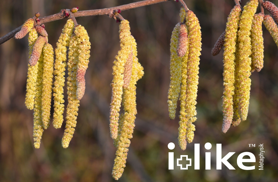 newellness's tweet photo. https://t.co/w6K2ZDVgWZ 
Eine Reaktion auf Blütenpollen in der Luft (Heuschnupfen) ist die häufigste allergische Erkrankung unserer Gesellschaft. Mit unserem Power-Duo OptimizAir und i-chip Converter sind Sie gewappnet für die Pollensaison. https://t.co/oyaW7Q6sWB