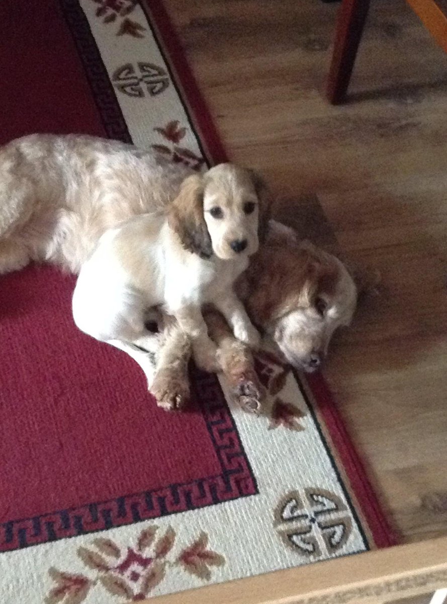 dockurly13's tweet photo. Skye puppy is 5 today! 🥳🥳🥳 
#Dogsarefamily #DogsofTwittter #birthdaygirl https://t.co/SulhlAeEKx