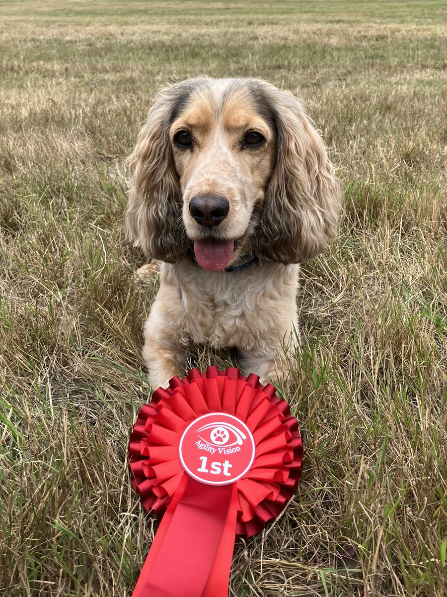 dockurly13's tweet photo. Skye puppy is 5 today! 🥳🥳🥳 
#Dogsarefamily #DogsofTwittter #birthdaygirl https://t.co/SulhlAeEKx