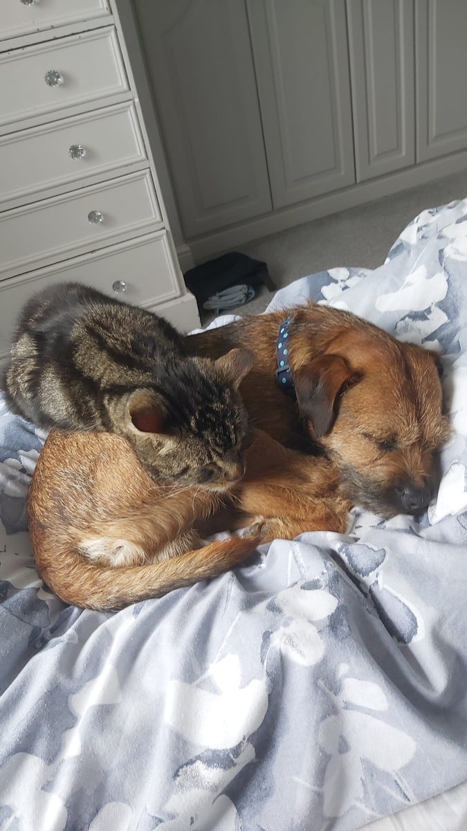 Barney the BT tweet media