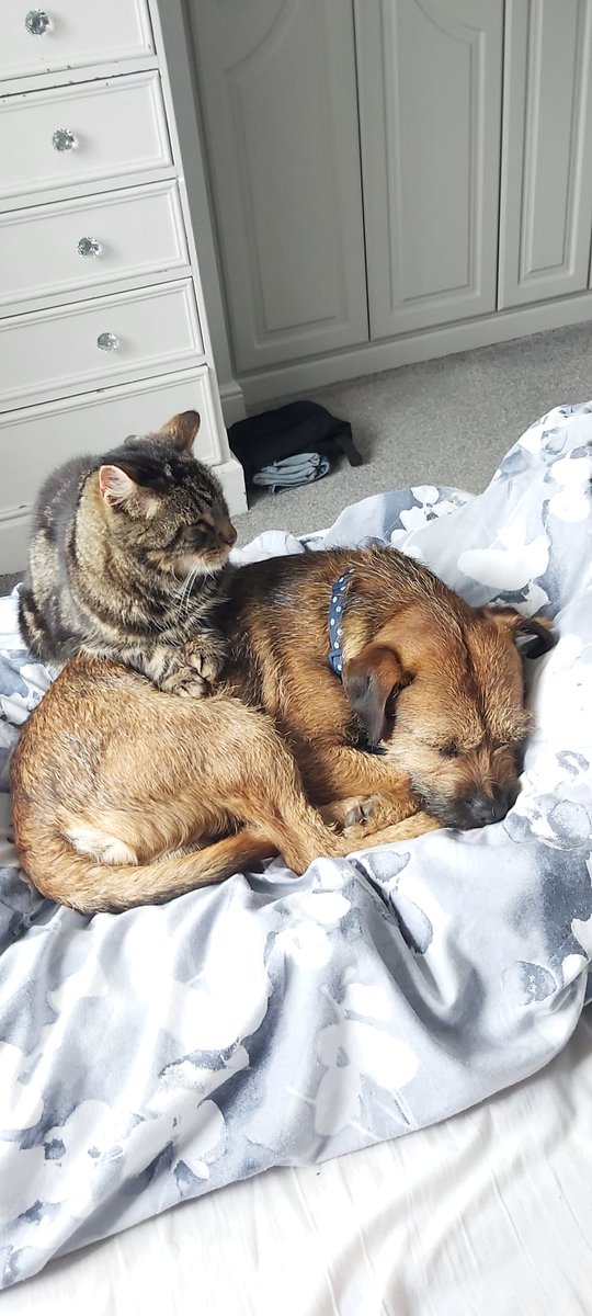 Barney the BT tweet media