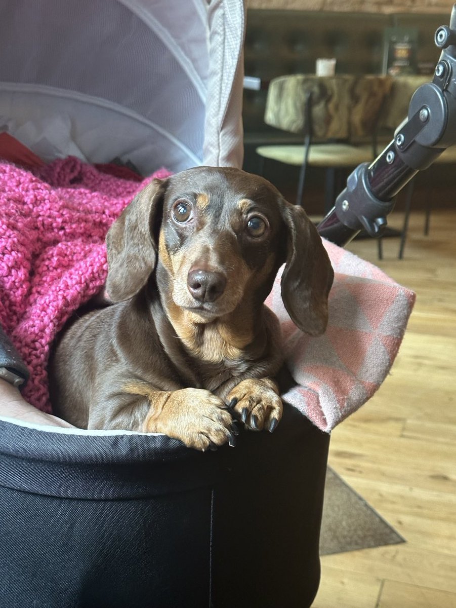 Janey Godley tweet media