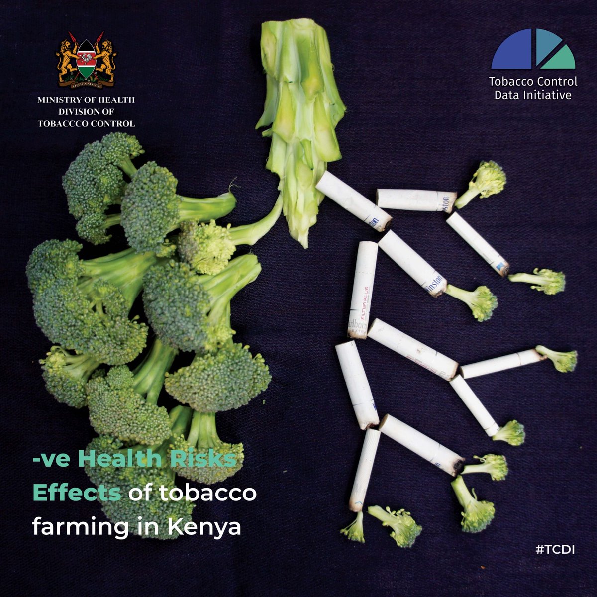 MOH_Kenya's tweet photo. Health Risks: Tobacco farming exposes farmers and their families to harmful chemicals like pesticides, which can cause respiratory problems, cancer, and other health issues. Farmers also suffer from Green Tobacco Sickness. #TobaccoControlData #TCDI #tobaccofreeKenya https://t.co/S3aQ0qFdz2
