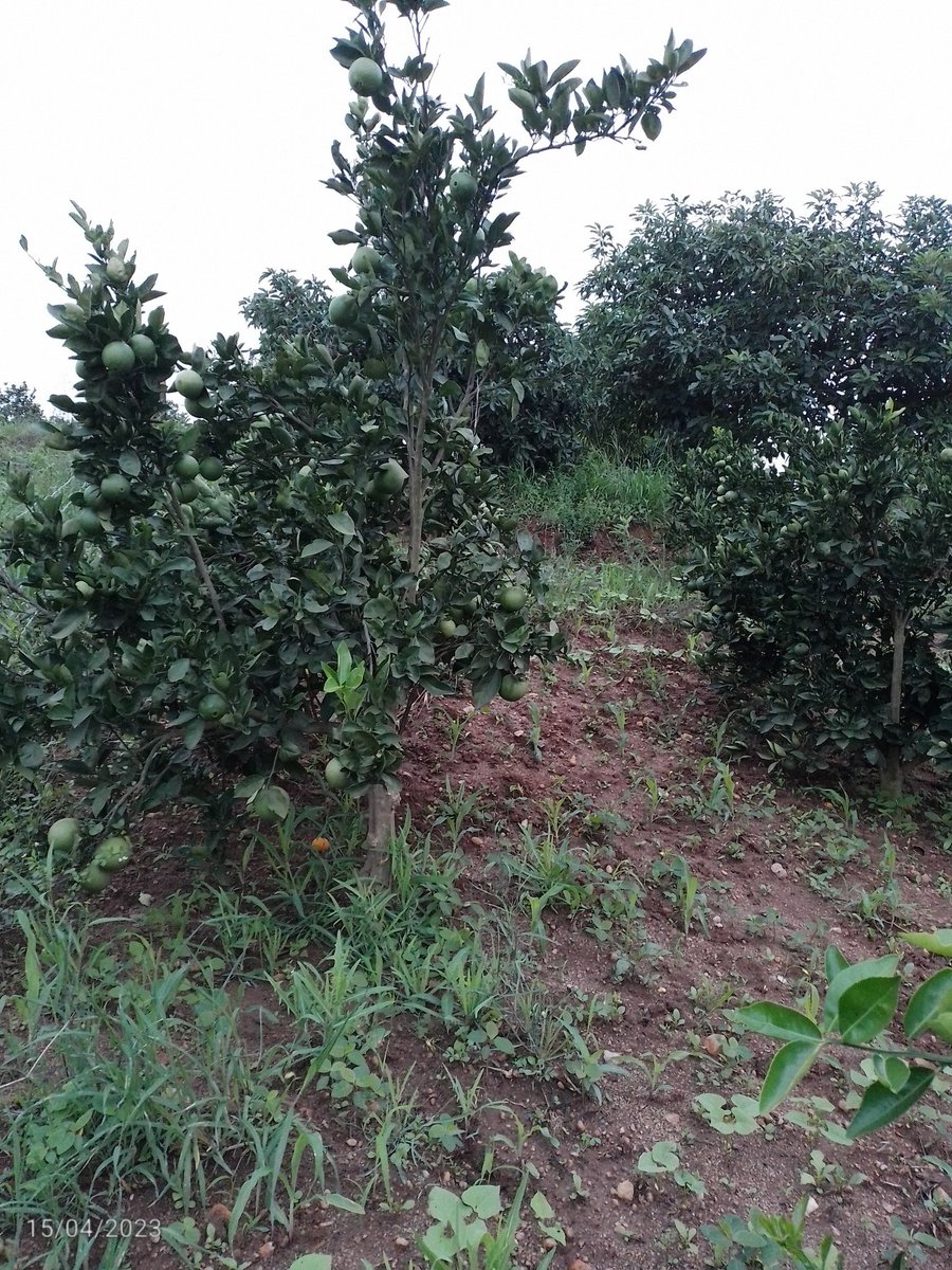 jayjunior1999's tweet photo. Kilimo biashara is the only thing am focusing on as this early age https://t.co/obhqUR4xUT