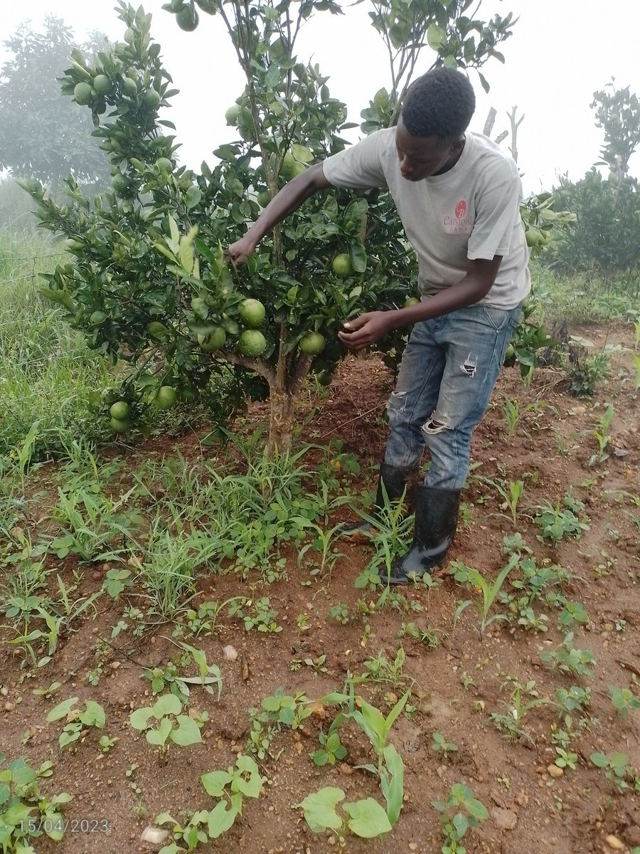 jayjunior1999's tweet photo. Kilimo biashara is the only thing am focusing on as this early age https://t.co/obhqUR4xUT