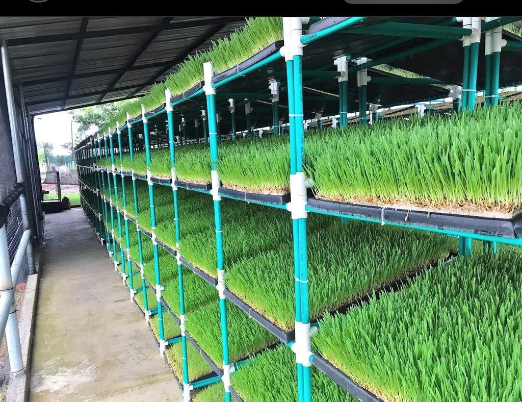 My Client's inspo for hydroponic fodder installation... Can we do it? Of course we can 💪💪💪

#HydroponicFodder
#VerticleFarming