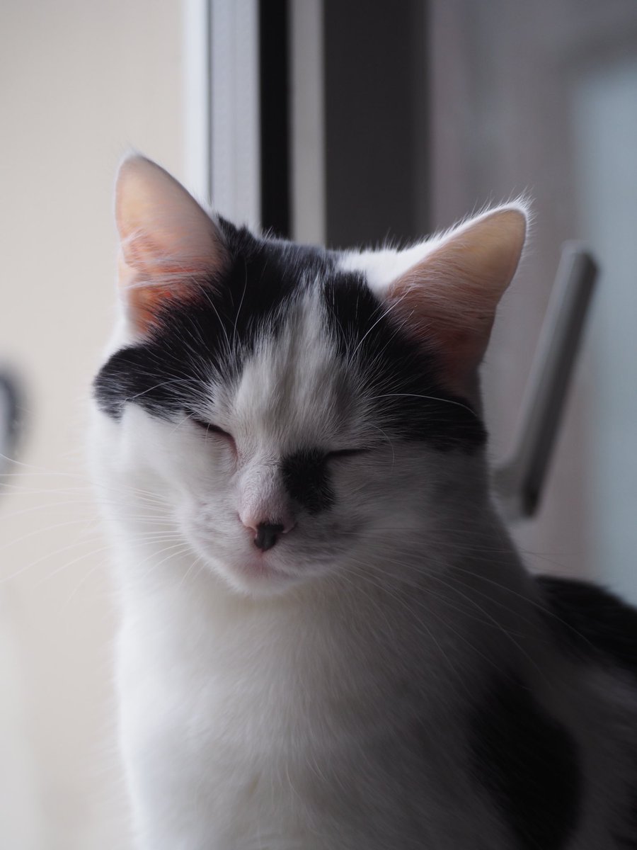 Jen_Holdsworth's tweet photo. @JaneyGodley Love and hugs to you from me and my cat Flossy xx https://t.co/NXTBOarcDn