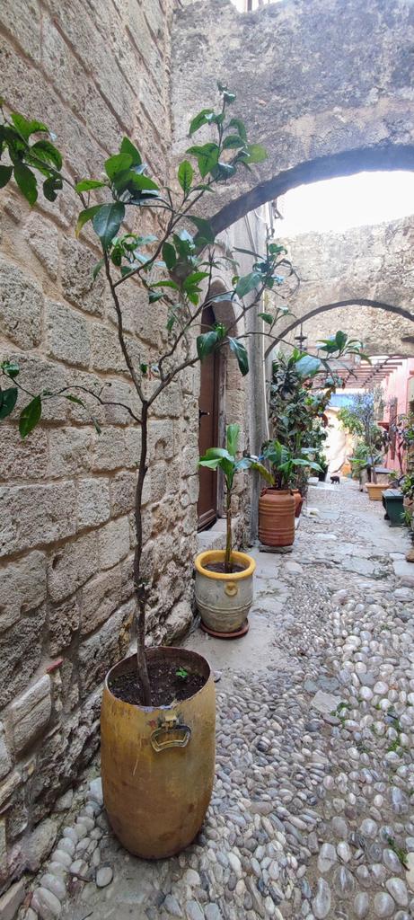 Cobbled streets. #NaturePhotograhpy . #Rhodes