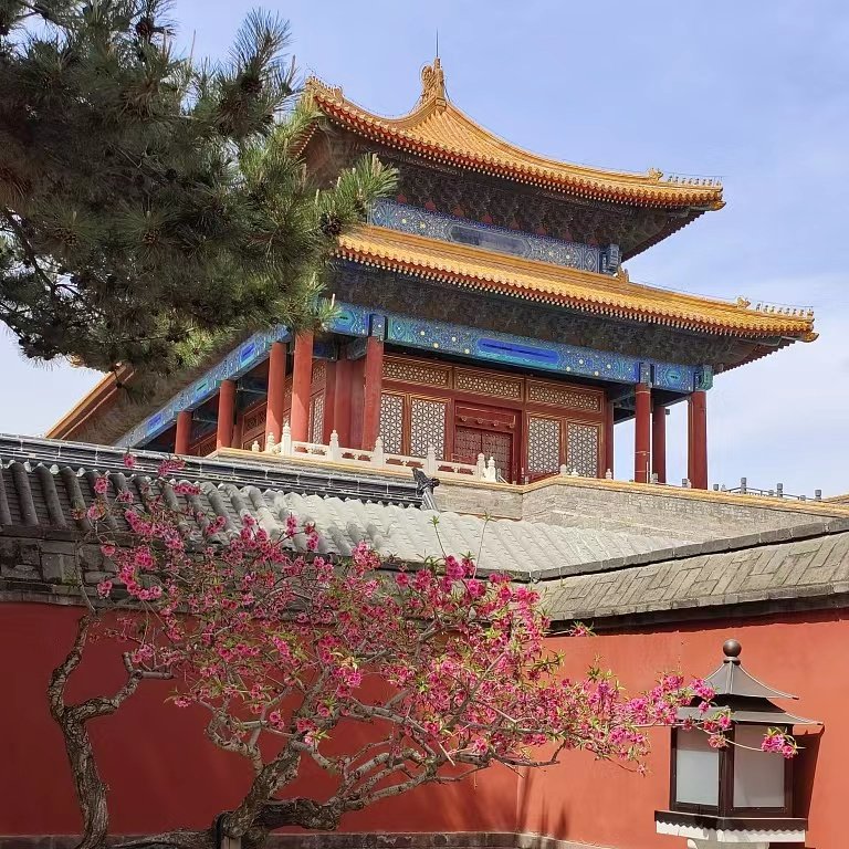 BeijingDiscover's tweet photo. The Palace Museum in Beijing boasts a captivating sight of peach blossoms, which is further accentuated by the Shenwu Gate and court lanterns, making it a must-see spectacle. 
#WanderBeijing #InBeijing (Photo: VCG) https://t.co/w8kNYLMZE6