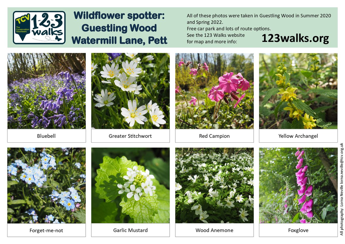 123Walks's tweet photo. Wildflower spotter sheet plus map for #Guestling Wood nr Pett. A very bluebelly wood in a week or two, plus acres of Greater Stitchwort. In the summer - avenues of Foxgloves.
#naturewalks #rotherwalks #Bluebells #getwalking #eastsussexwalks #walkforwellbeing #connectwithnature https://t.co/IKjANvd2iQ
