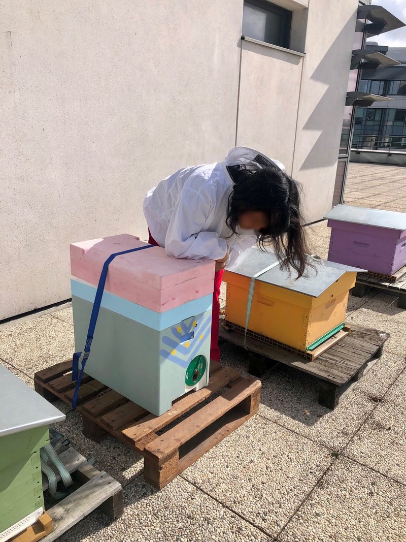 _AnneLala's tweet image. Grâce à ce beau temps ☀️ notre nouvel essaim 🐝 a été mis en place ! #AFNOR #apiteam #ruche