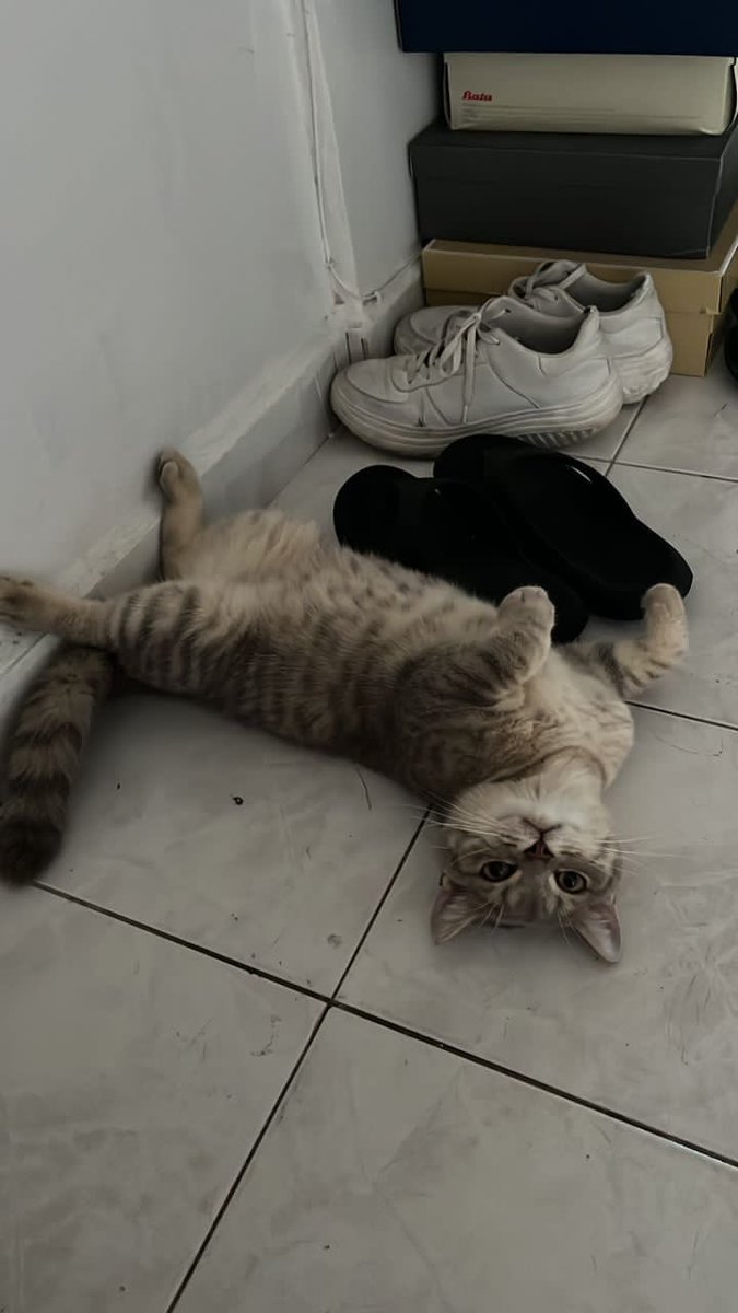 nazrenasyran's tweet photo. THINGS YOU NEED TO PREPARE FOR YOUR PET CAT BEFORE GOING BACK HOME TO CELEBRATE HARI RAYA !

( a thread )

#MC1102B
#COM2012B23
#RayaAidilfitri2023 
#SelamatHariRaya https://t.co/iXDlTX41p5