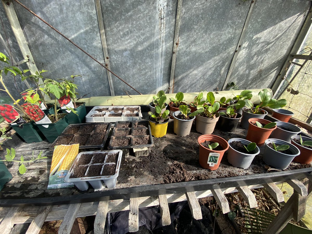 AndrewDowson's tweet image. One way to fight inflation #tomatoes #sweetcorn #Courgettes #GardenersWorld