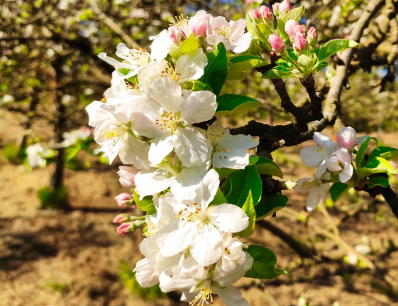 Visit the 'Cider District' in Asturias from late April to early May to stroll around orchards, 🌸 snap Insta-worthy selfies, 📸 and learn the traditional cider pouring technique!🤩

👉 bit.ly/3K4LsMK 

#VisitSpain #SpringInSpain #YouDeserveSpain