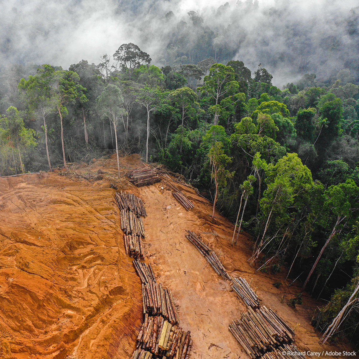 🌳Deforestation

Parliament adopts new regulation to fight climate change and biodiversity loss. Companies must now ensure that products sold in the EU have not led to deforestation.

Press release with vote results and quote by <a href="/CHansenEU/">Christophe Hansen</a>⤵️
europarl.europa.eu/news/en/press-…