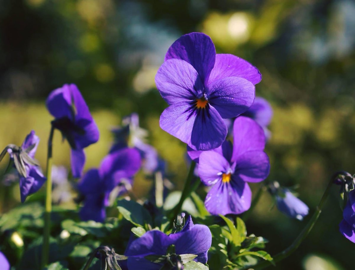 Erica van Leeuwen-de Bruijn tweet media