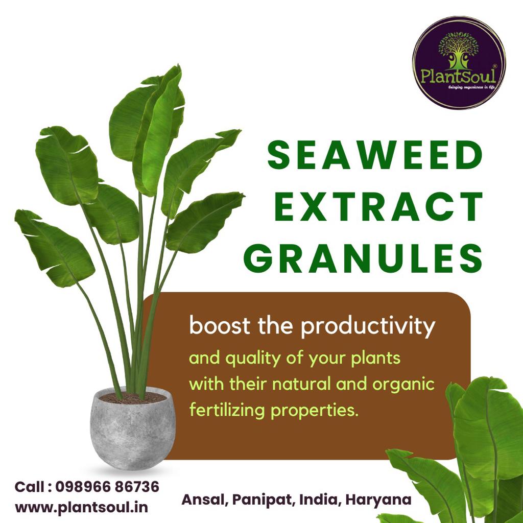 PlantSoul3's tweet photo. 🟩⬜🟫 SEAWEED EXTRACT GRANULES 

📞 CALL NOW : 𝟎𝟗𝟖𝟗𝟔𝟔 𝟖𝟔𝟕𝟑𝟔

VISIT AT : https://t.co/wIqMBZNHQ5

#plantsoul #organic #gardening #plants #soil #nursery #seedlings #horticulture #agriculture #organicfarming #drajnage #cocopeatblock #compostable #plants #kitchengardening https://t.co/muz2C89G9i
