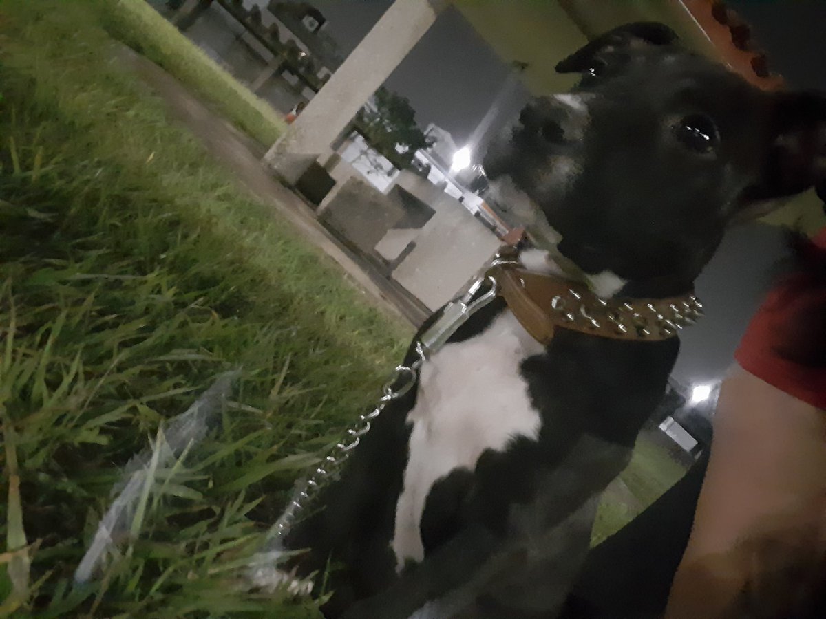 YesCHdez's tweet photo. Hacia mucho que no me enamoraba de un perro, hasta que Cali llego a mi vida https://t.co/BZT1NvpFSC