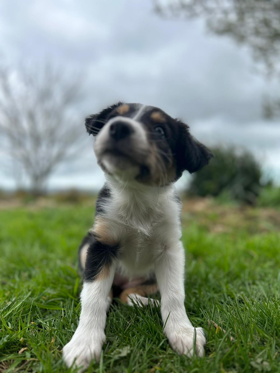 HartCollie's tweet photo. Looks like #RubyWednesday was voted for !
Here she is, isn't she just beautiful 😍
#RubyTheRescue
#PuppySpam
#RubyFromWales 🏴 https://t.co/Wz5zebhoz8