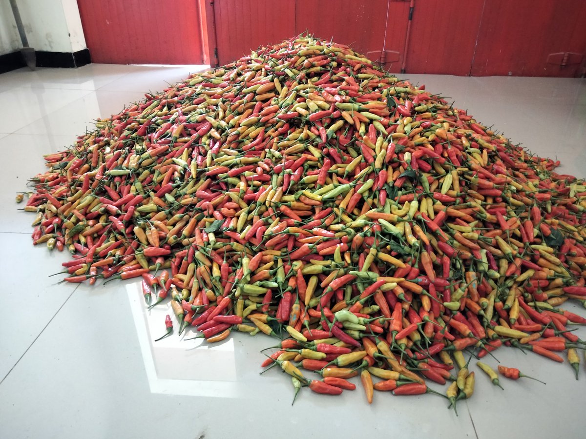 ZaeniMustofa15's tweet photo. Menjelang lebaran harga cebe di tingkat petani anjlog, 9 rb/kg https://t.co/7SMzAf6Cwi