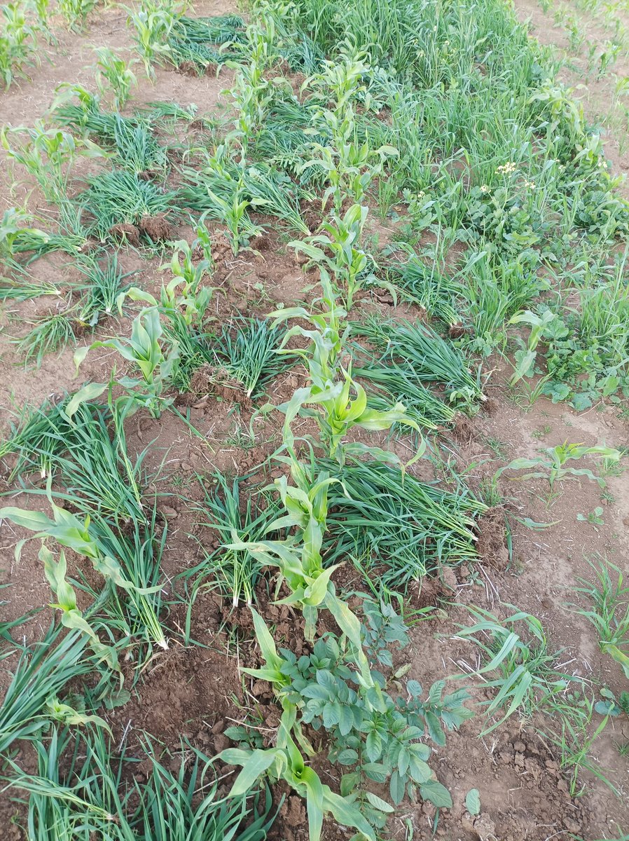 Expecting 65 Cob bags or higher per acre for corn with minimal crop care is likely to disappoint. Farmers have to be intentional on what they want at the end; higher yields= GAP +Hard work. 
#Maizefarming #kenya #Bungelakilimo