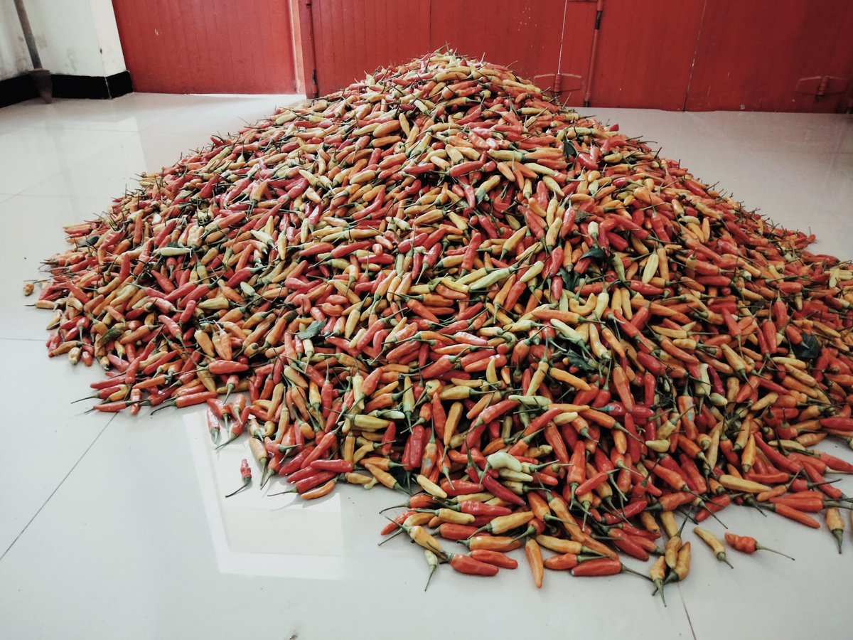 ZaeniMustofa15's tweet photo. Menjelang lebaran harga cebe di tingkat petani anjlog, 9 rb/kg https://t.co/7SMzAf6Cwi