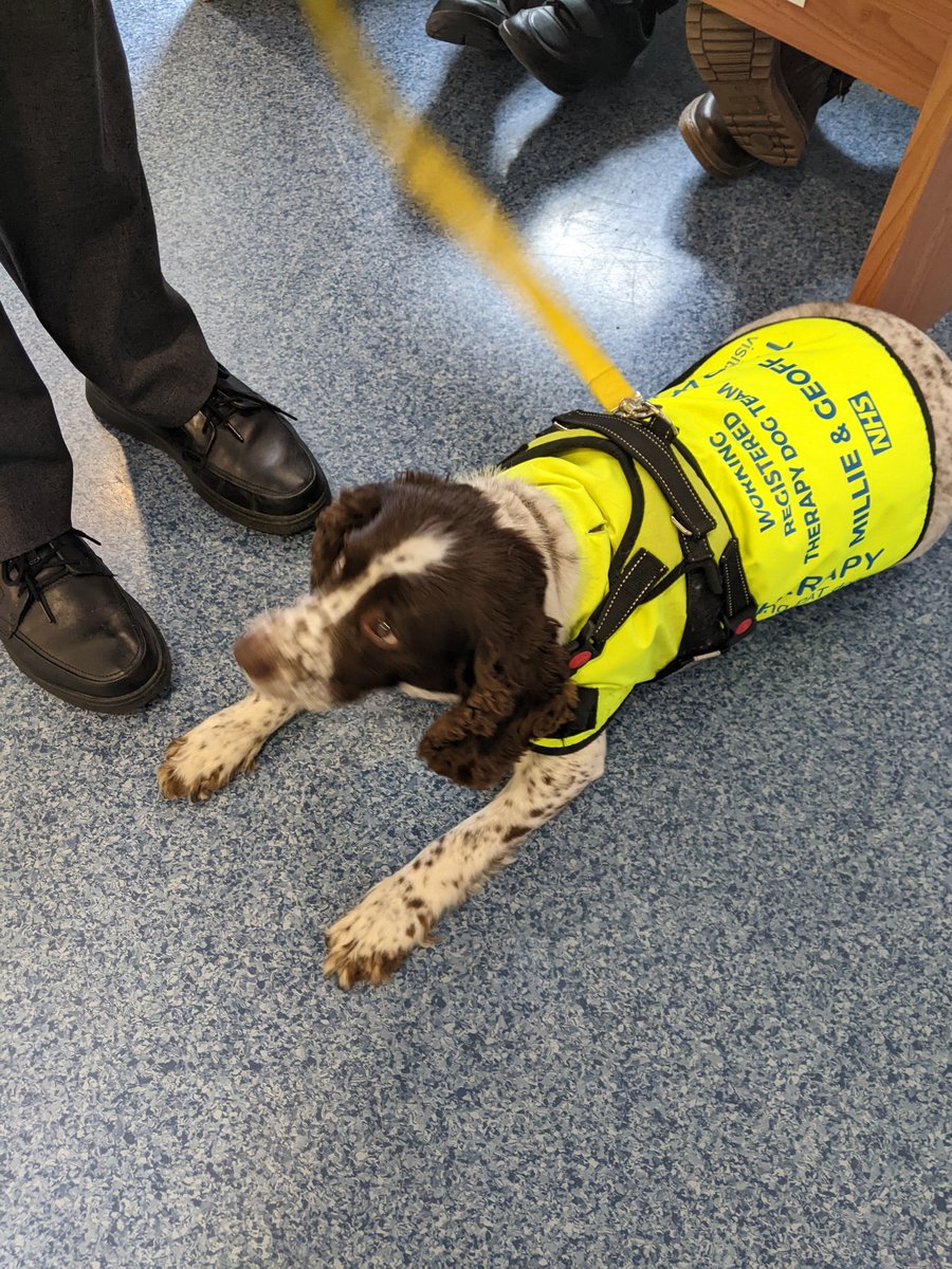 BhavnaBPatel's tweet photo. Had to stop to say hello to one of our lovely therapy dogs this morning 🐶👋🏾 https://t.co/syQsvJ96zv