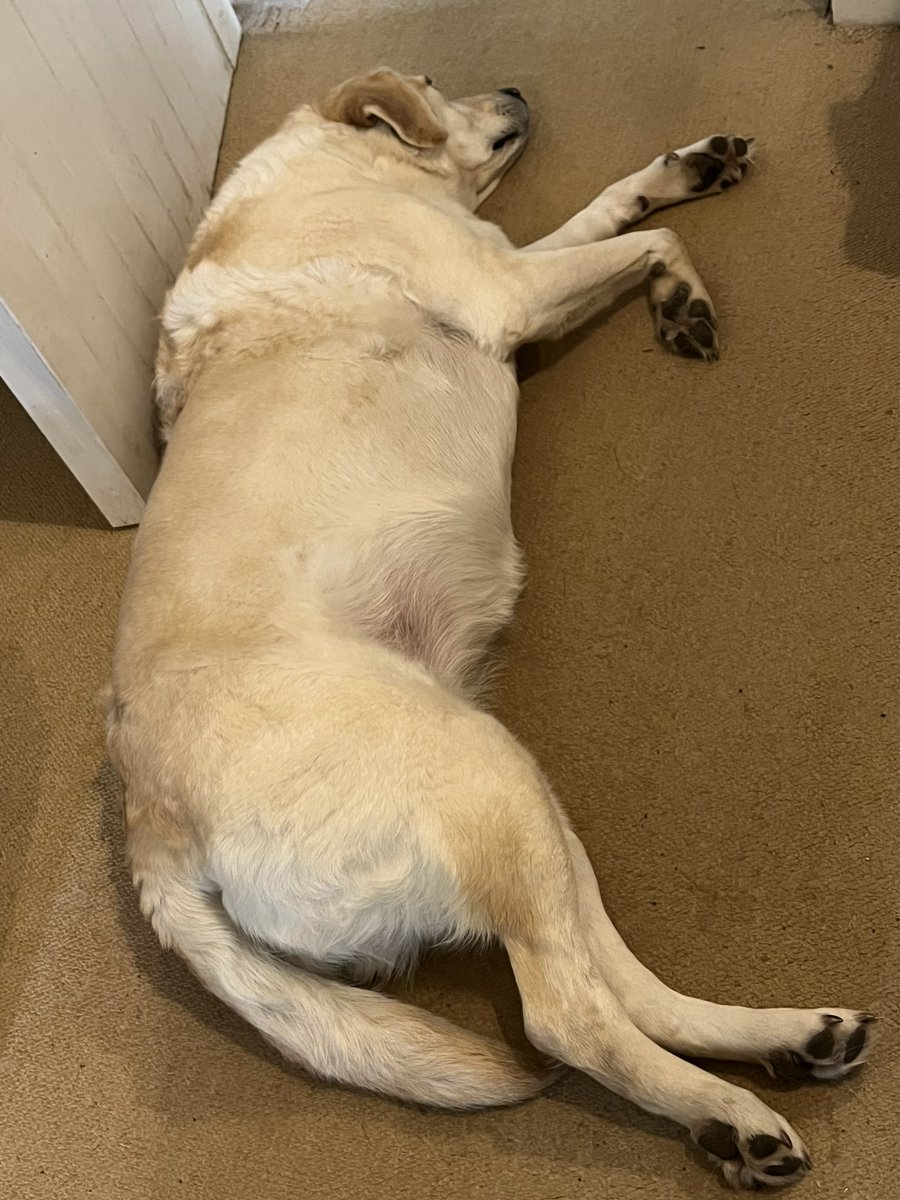 It’s hard work working from home so the humans say #Yawn