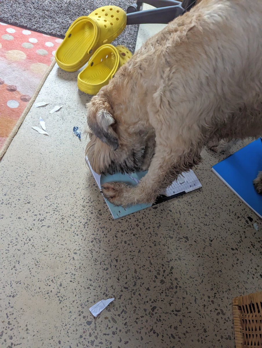 OberonWheaten's tweet photo. I heard the teen humans complaining about homework. I found their exercise book and ripped it up for them.
#Hero #DownWithHomework https://t.co/q0DOF9F7cN