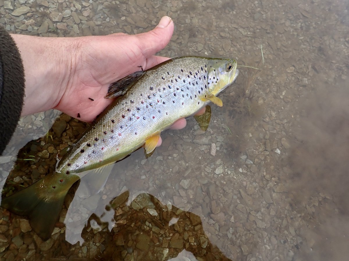 NDAnglingnews's tweet image. northdevonanglingnews.co.uk/2023/04/19/a-s…
#troutfishing #flyfishing #snowbee
#browntrout