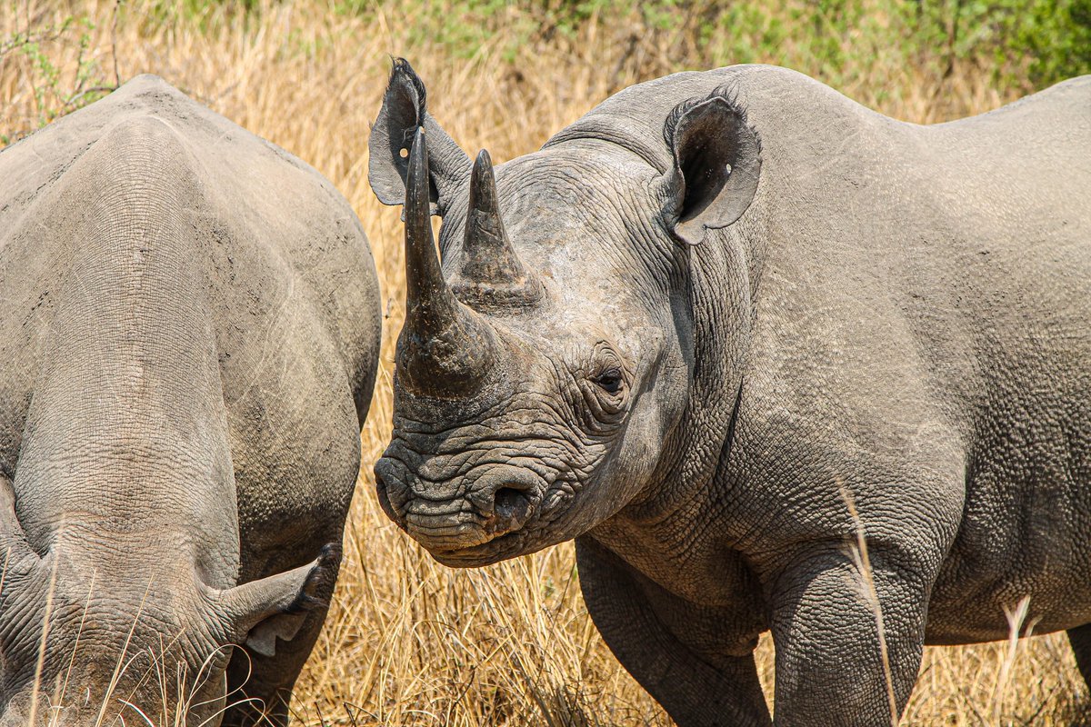TanakaZiyavaya's tweet photo. Ubhejane/Chipembere🦏
📍@imire_zimbabwe 🇿🇼
©/2022/TZiyavaya
#wildlife #tziyavaya #imire #everydayzim #zimbabwe #rhino https://t.co/53dSjcv5Oc