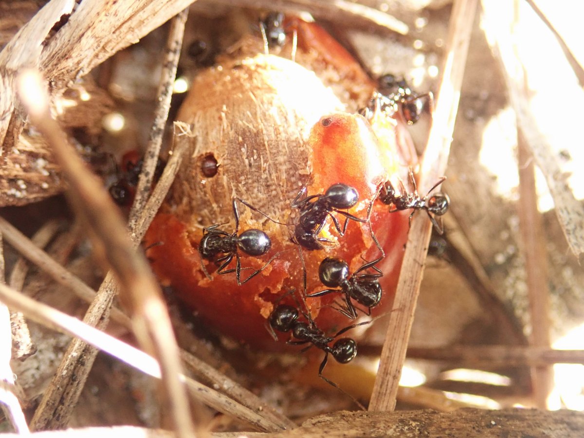 RaquelMuozGa's tweet photo. 🌴🍒#Palms provide key food resources for many animales, both vertebrates and invertebrates. Ants consuming the pulp and one scolytine beetle inside the seed of a #Chamaerops humilis fruit 🐜🐞 https://t.co/HQpE2BWMlL
