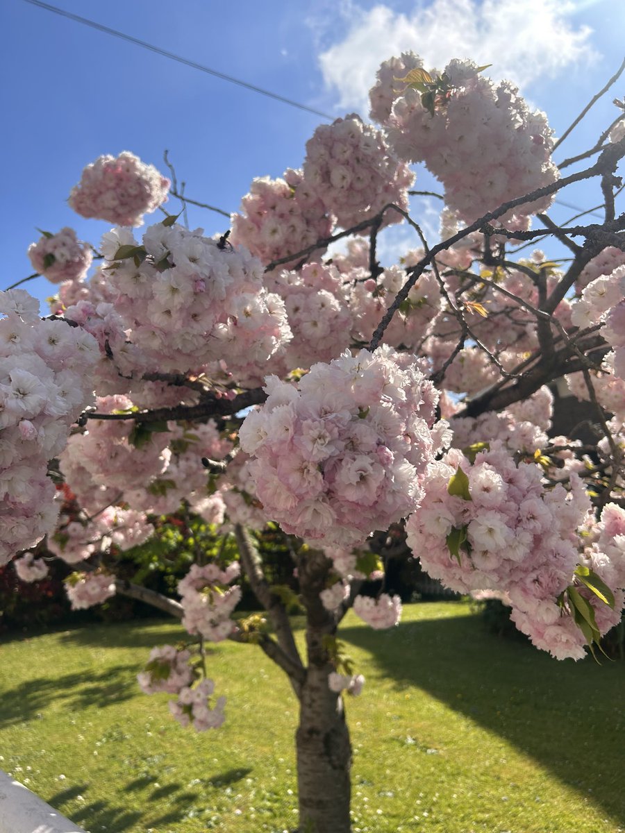 CebulonMedio's tweet photo. THE SPRING IS COMING https://t.co/EstIENXGLa