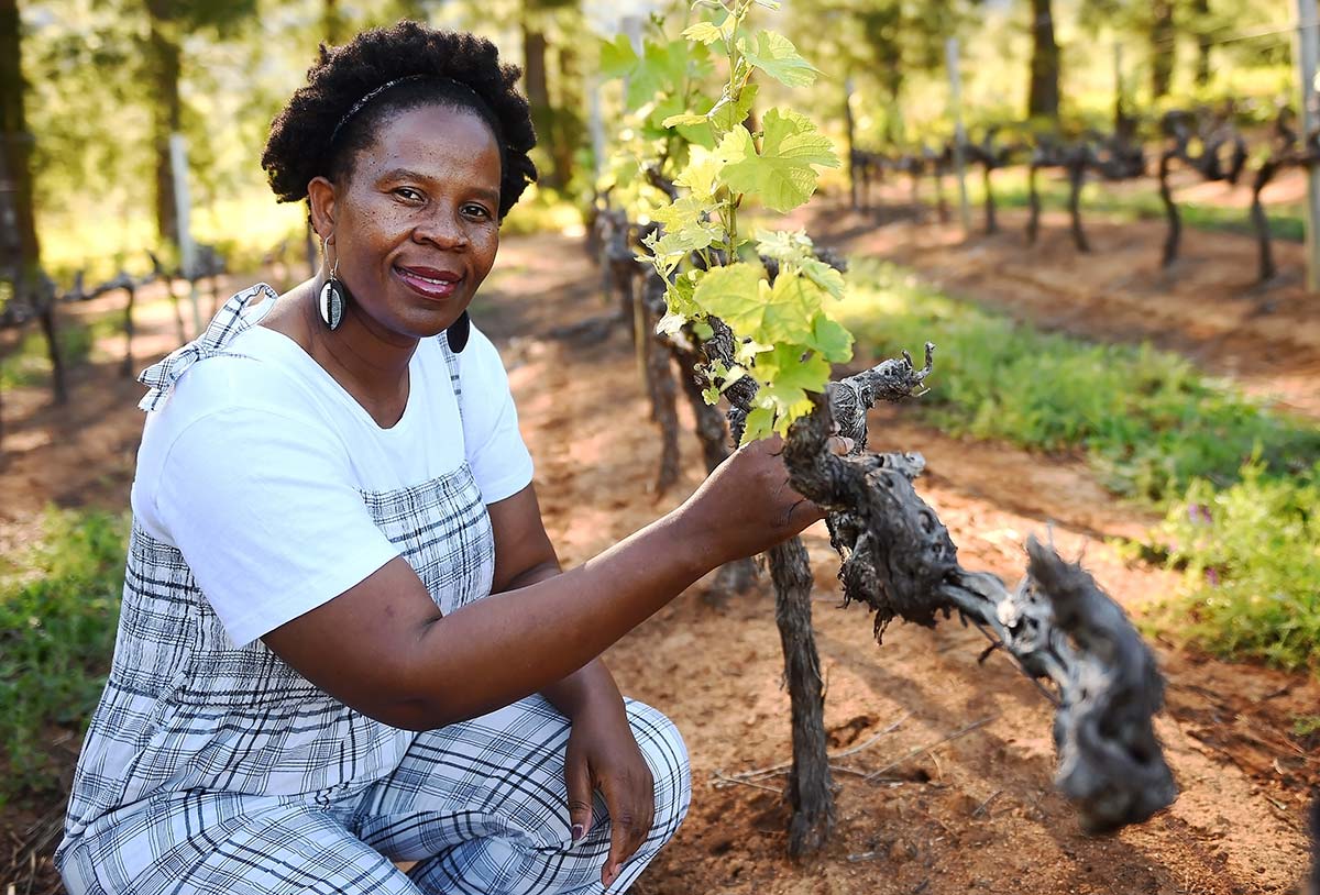 markmywords's tweet photo. South Africa's wine industry has a long and storied history, dating back to the 17th century. Over the years, the industry has grown and evolved, and today, it is home to many talented winemakers, sommeliers, and industry professionals. Among these professionals, women have played a significant role in shaping the industry and pushing it forward.

Women have been involved in the South African wine industry for many years, but it is only in recent years that their contributions have been recognized and celebrated. Today, women are making waves in all aspects of the industry, from vineyard management and winemaking to marketing and sales.

One of the most notable women in the South African wine industry is Rosa Kruger. @rosa_kruger is a vineyard consultant and viticulturist who has worked with many of the country's top wineries. She is also a mentor and advocate for women in the industry and has played a significant role in promoting diversity and inclusion.

Another prominent woman in the industry is Ntsiki Biyela. @Ntsiki_Biyela is the first black female winemaker in South Africa and is known for her exceptional wines. She has won numerous awards for her work, including the 2009 South African Woman Winemaker of the Year Award.

Other notable women in the South African wine industry include Elsie Pells, who was the first woman to graduate from the Stellenbosch University's viticulture and oenology program, and Cathy van Zyl, a sommelier who has won many awards for her work. @RSACathyvanZyl 

In addition to these individual women, there are also organizations that are working to promote and support women in the South African wine industry. The Women of Wine South Africa (WoWSA) is one such organization. WoWSA is a non-profit that aims to empower and uplift women in the industry through networking, education, and mentorship.

Overall, women are making a significant impact on the South African wine industry. Their contributions are helping to shape the industry and create a more diverse and inclusive culture. As the industry continues to evolve, it is important to recognize and celebrate the role that women are playing in its success.

#womeninwine #wine #SouthAfrica #wineindustry @iAmnotMany 

https://t.co/CPCi1zDOXs