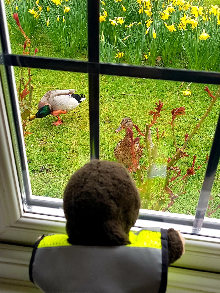 #Moley starts his day with saying 'Good morning' to Ludwig and Alexis.

#moleyandfriends 
#amolelikenoother 
#Alexis 
#Ludwig 
#GoodMorning