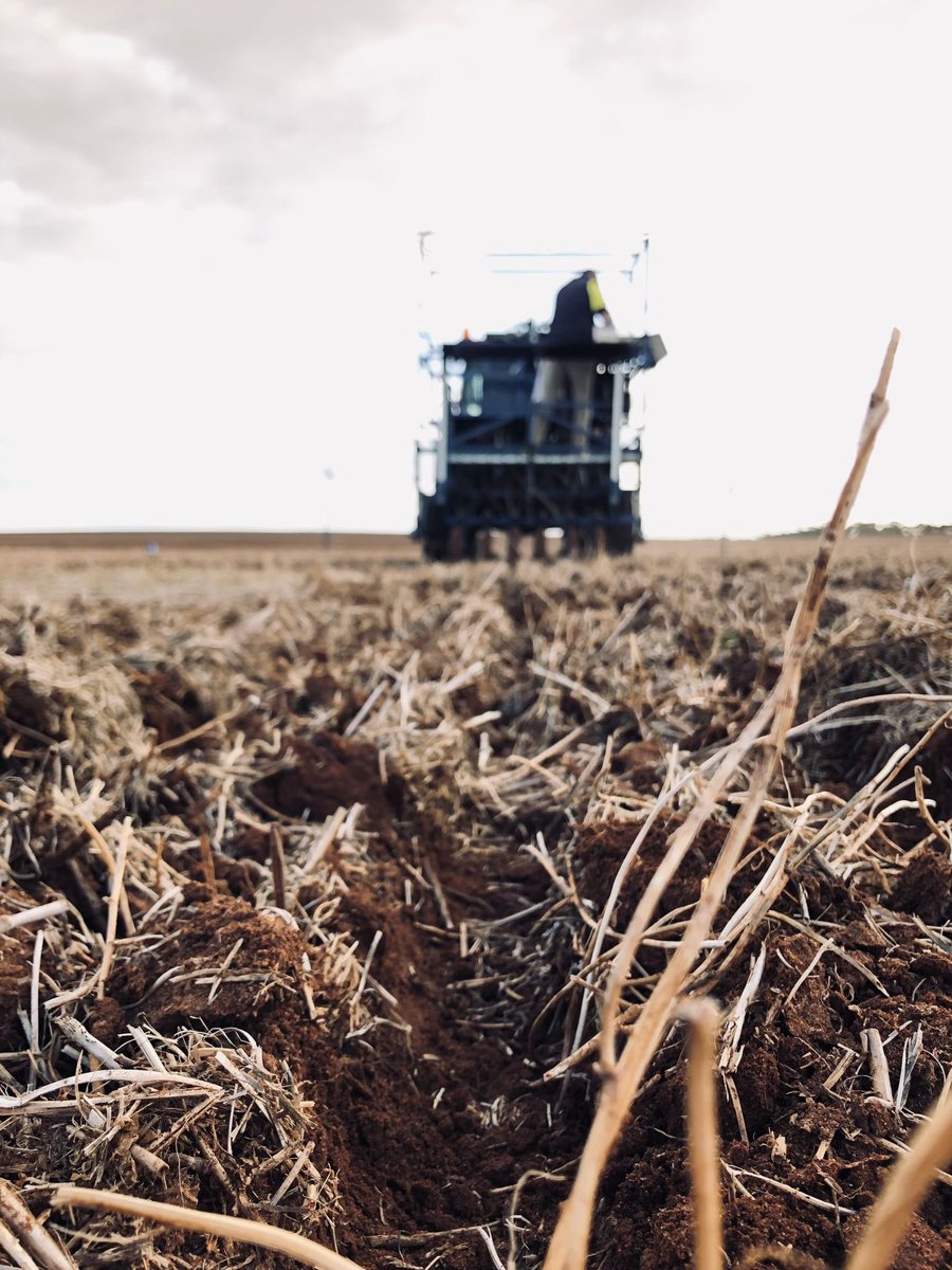 CaptainCanola's tweet photo. Fantastic effort by @AgXtra to finish planting yet another @PacificSeeds 2023 Hyola Canola Breeding Research Trial near Hopetoun Vic in the Mallee. #LeadingResearch for Australian growers. @hurgl1 @JoshMahns14 @donny_benn @schilgee @AgingAgro @Ella201093 @danrollsroyce @SteveLamb6