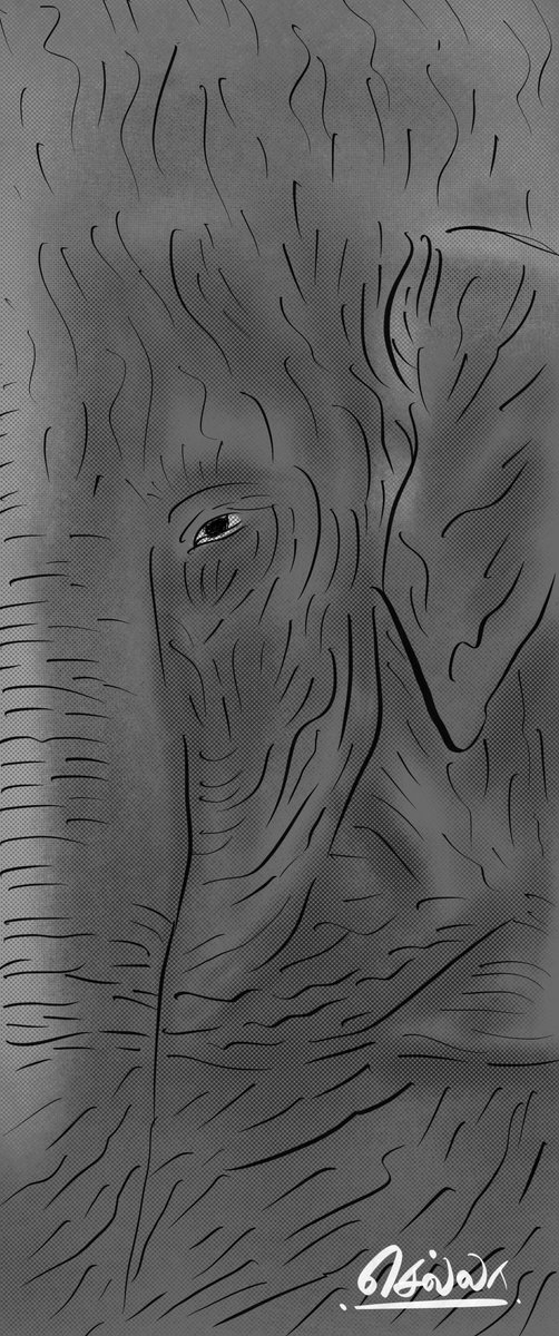 Hold the strength and love of an elephant within yourself
🐘♥️
#Elephant #elephantlove #theelephantwhisperers #bommanbellie #blackandwhite #kartikigonsalves #nature #human #life #God #creation #love #care #ipadart #procreate #beginner #Inspiration #motivation #positivity #beauty