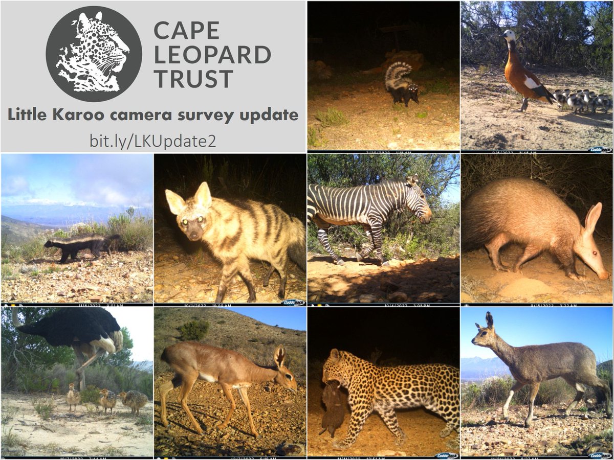 CapeLeopardTrst's tweet photo. Another handful of highlight images from our @Cape_Leopard Trust Little Karoo camera survey 🐾🦨🐇🦌🦒🦓🐆🐢🦆
See our latest blog post for more photos & info – go to https://t.co/VPQDQlo8Np
#WildlifeWednesday #LeopardResearch #WildlifeMonitoring #CameraTraps #Biodiversity https://t.co/Qyhl1bE33C