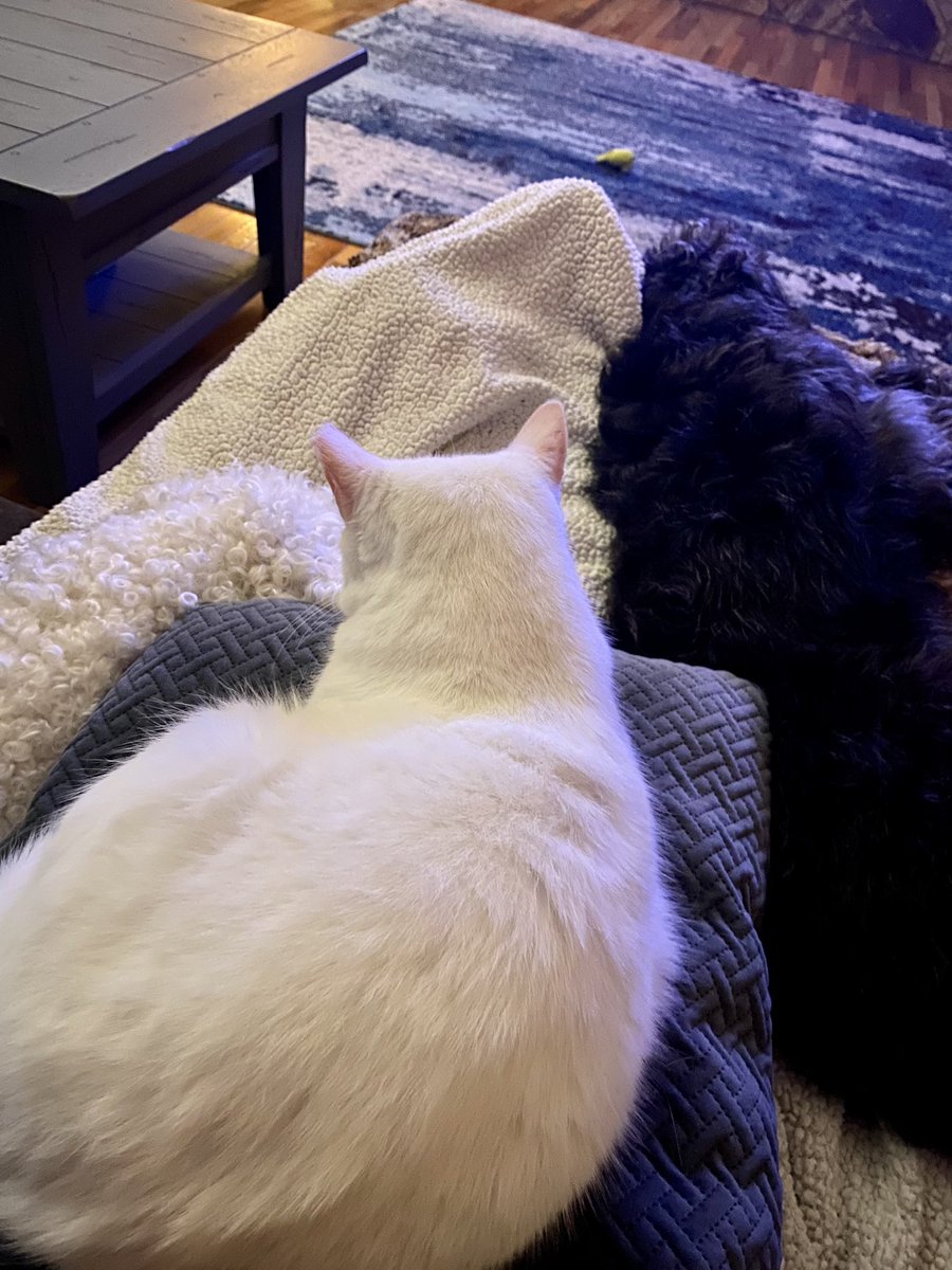 Charlotte the cat came in and crowded out my computer and nestled in between my two dogs. #Writing at the moment is on hold. #petslife #WritingCommmunity