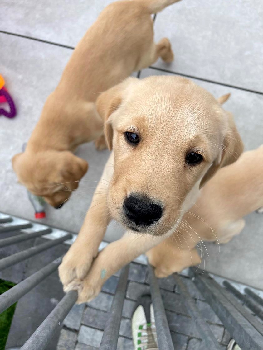 KNGFGeleidehond's tweet photo. Puppy-cuteness-alert! Maandag werden deze lieve pups na een hoop goede zorgen door het fokgastgezin en moederhond, opgehaald door hun puppypleeggezin. Zij zullen de zorg en opvoeding het aankomend jaar voor hun rekening nemen, veel plezier en succes! https://t.co/zVr5Tz0LvY https://t.co/LAPF1l3Dx8