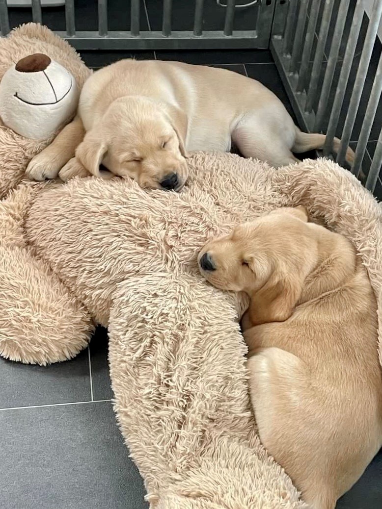 KNGFGeleidehond's tweet photo. Puppy-cuteness-alert! Maandag werden deze lieve pups na een hoop goede zorgen door het fokgastgezin en moederhond, opgehaald door hun puppypleeggezin. Zij zullen de zorg en opvoeding het aankomend jaar voor hun rekening nemen, veel plezier en succes! https://t.co/zVr5Tz0LvY https://t.co/LAPF1l3Dx8