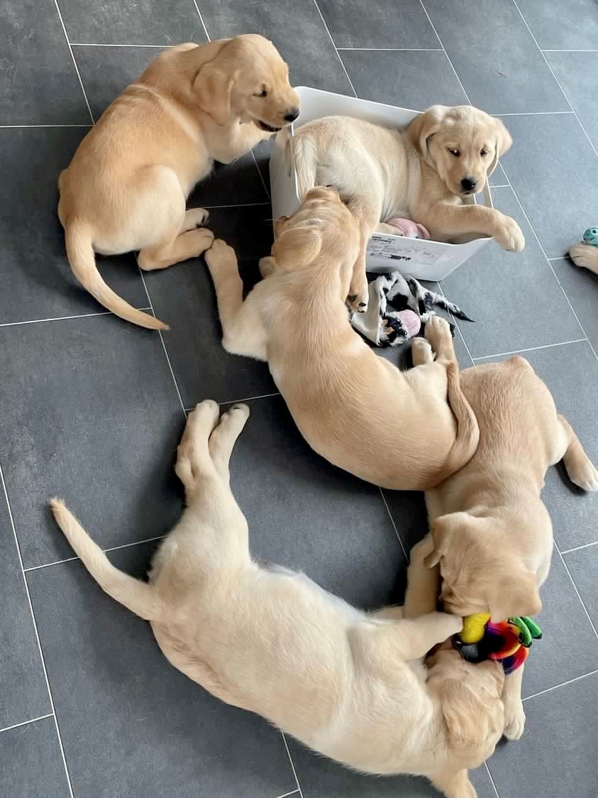 KNGFGeleidehond's tweet photo. Puppy-cuteness-alert! Maandag werden deze lieve pups na een hoop goede zorgen door het fokgastgezin en moederhond, opgehaald door hun puppypleeggezin. Zij zullen de zorg en opvoeding het aankomend jaar voor hun rekening nemen, veel plezier en succes! https://t.co/zVr5Tz0LvY https://t.co/LAPF1l3Dx8