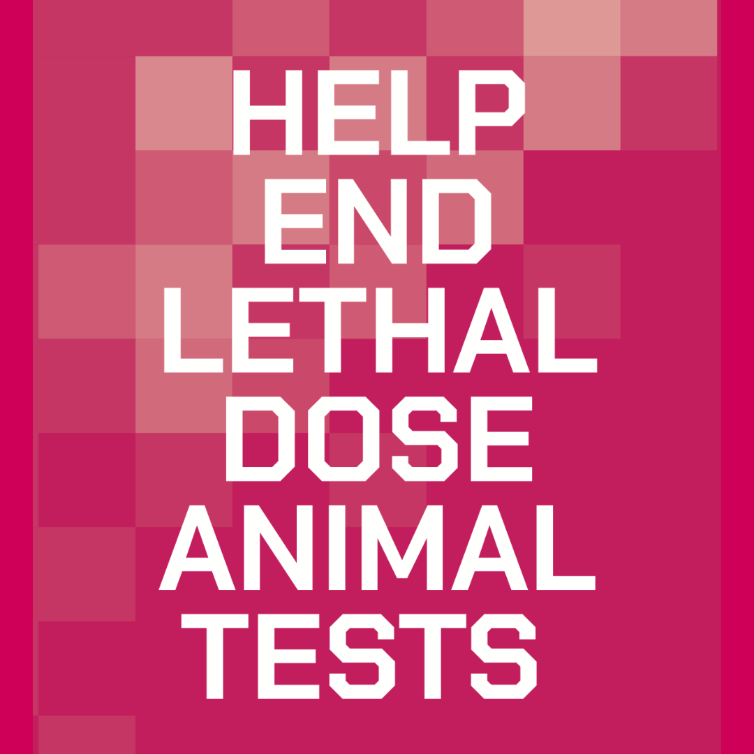 AnimalAid's tweet image. As well as our exciting collaboration with Lush &amp;amp; our vitally important petition - we also have a wonderful animation which explains further the details of our campaign! Please check it out here: youtu.be/7pLjPdlWlaE 💛

#EndLD50 #SupportBetterScience #EndAnimalTests